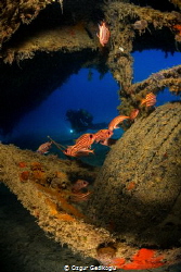 Lessepsian visitors and a diver under the plane wreck by Ozgur Gedikoglu 